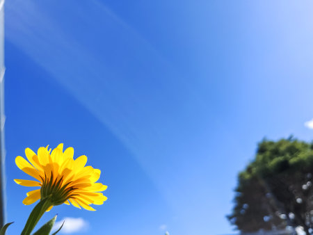 Bright Yellow Flower Against Clear Blue Skyの写真素材