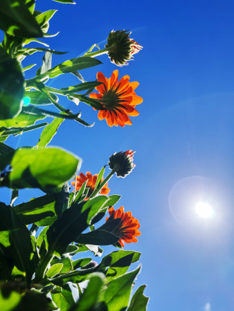 Orange Flowers Reaching for the Sun Under Clear Blue Skyの写真素材