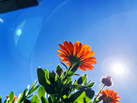 Bright Orange Flower Blooming Under the Sunlightの写真素材