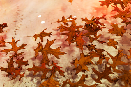 Autumn Leaves Floating in Water with Warm Reflectionsの写真素材