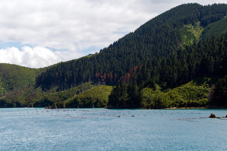 A stunning view of rolling green hills covered in dense forest, overlooking calm blue waters with aquaculture installationsの写真素材