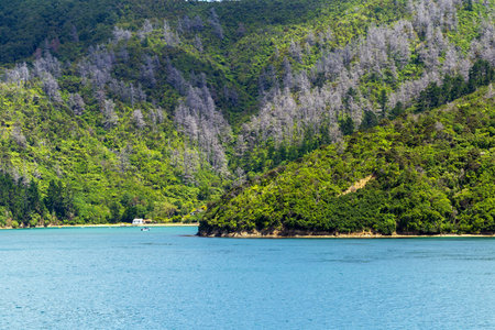 A contrast of vibrant greenery and dying trees along the Marlborough Sounds, with a calm blue bay and small boats in the distanceの写真素材