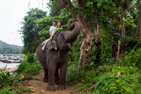 Young couple tourists to ride on an elephant in Pinnewala, Sri Lanka.の写真素材