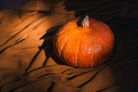 Autumn background. Still life with pumpkin on the background of cozy knitted texture. Autumn seasonal vegetables - Pumpkin.の写真素材