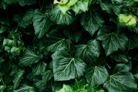 Dark green foliage of a healthy plant with raindrops. Green leaf with water drops for backgroundの写真素材