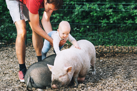 Family with kids in the petting zoo. Adorable baby feels delight emotions from communicating with animals. Big pig and little baby!の写真素材