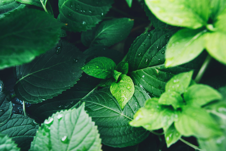Dark green foliage of a healthy plant with raindrops. Green leaf with water drops for backgroundの写真素材