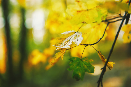 Green leaves of a maple in a sunny day in a forestの写真素材