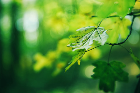 Green leaves of a maple in a sunny day in a forestの写真素材