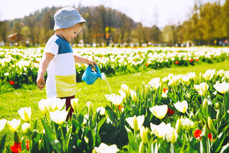 Little boy in beautiful garden with watering can among yellow tulips flowers. Child playing outdoors in spring park. Tulip field in Arboretum, Slovenia. Family on natureの写真素材