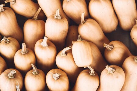 Autumn harvest colorful pumpkins and squashes in different varieties at farm market or seasonal...