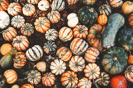 Autumn harvest colorful pumpkins and squashes in different varieties at farm market or seasonal...