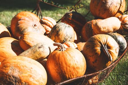 Autumn harvest of pumpkins. Background of different varieties of winter squashes. Pile of orange...