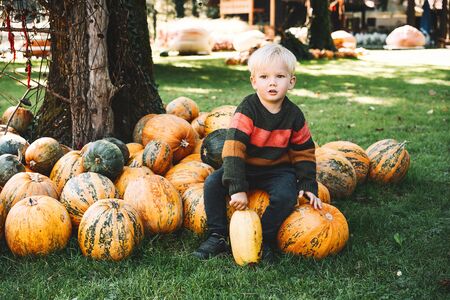Child picking pumpkins at pumpkin patch. Little boy playing at field of squash. Thanksgiving holiday season. Family autumn background.の写真素材