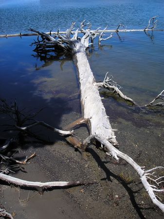 THe tree trunk dried and fallen in to the water.の写真素材