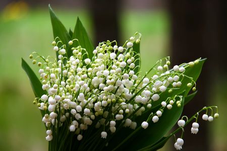 A flowers og the lily of the valley with green leaves in the forest.の写真素材