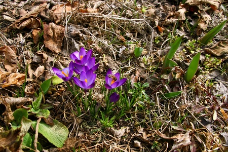 First comming purple crocuses with tulips leaves and a bee.の写真素材