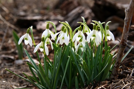 First spring flowers snowdrops are comming up the groundの写真素材