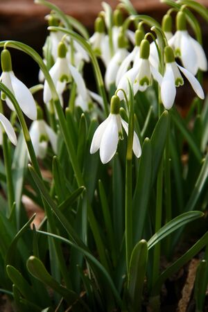 First spring flowers snowdrops are comming up the groundの写真素材