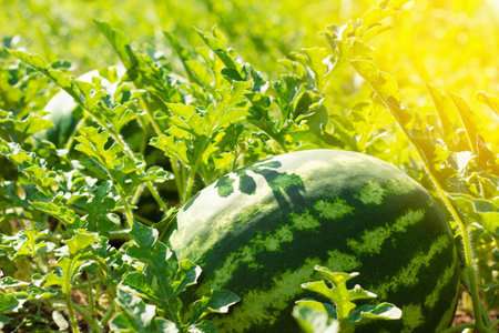 The large green berry with stripes is a watermelon. The plant grows among green foliage on the ground in the fields of the southern regions of Ukraine.の写真素材