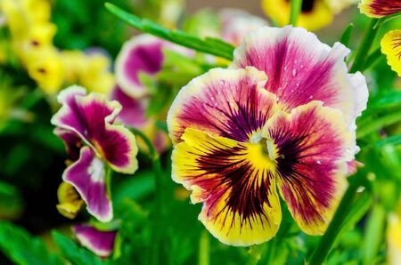 Pansies grow in the garden in the rays of the summer sun. Viola tricolor flowers after rain with drops of water on the petals. Macro Close-up.の写真素材