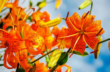 Tiger lily (Lilium lancifolium). Beautiful orange flowers of a tiger lily on a background of blue sky and clouds. Horizontal shot. View from below.の写真素材