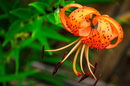 Beautiful orange flower. Tiger lily (Lilium lancifolium). Green leaves on background, flower closeup. Flower with drops of water.の写真素材