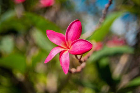 Beautiful plumeria flower. Plumeria Rubra is a deciduous plant species belonging to the genus Plumeria. One flower on a background of leaves.の写真素材