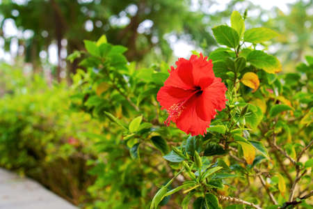 The beautiful flower of red hibiscus. Hibiscus rosa-sinensis, known colloquially as Chinese hibiscus, China rose, Hawaiian hibiscus, rose mallow. Against the background of green bushes and leaves.の写真素材