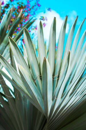 Very beautiful palm leaves on a background of blue sky. Stunning blue-green leaves. Palm tree is known as Bismarckia Nobilis. Vertical shot. Close-up shot.の写真素材