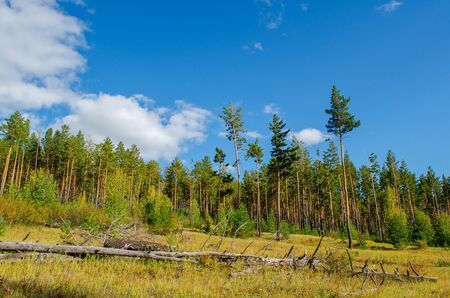 Beautiful pine forest against the blue sky. Sunny autumn evening in the forest. Stunning natural landscape. Horizontal shot. Amazing nature of Russia.の写真素材