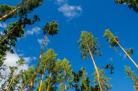 Beautiful green trees against the blue sky and clouds. Fantastic pine forest. Tall pines. Below view. Horizontal shot. Amazing nature of Russia.の写真素材