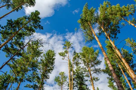 Beautiful green trees against the blue sky and clouds. Fantastic pine forest. Tall pines. Bottom up view. Horizontal shot. Amazing nature of Russia.の写真素材