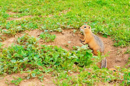 Cute furry gopher sits beside a hole in the ground on green field with grass on sunny evening. Suslik in natural wildlife in the meadow. Small funny rodent closeup. Summer sunlight weather.の写真素材