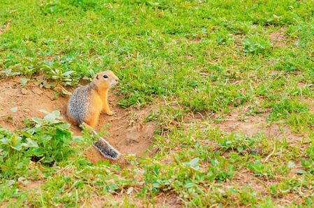 Cute gopher sits near a hole in the ground on green field with grass on sunny evening. Rodent in natural wildlife in the meadow. Small funny gopher closeup. Summer sunlight weather.の写真素材