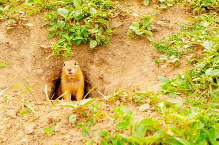 Cute fluffy gopher peeps out of hole in the ground on green field with grass on sunny evening. Gopher in natural wildlife in the meadow. Small adorable suslik closeup. Summer sunny weather.の写真素材