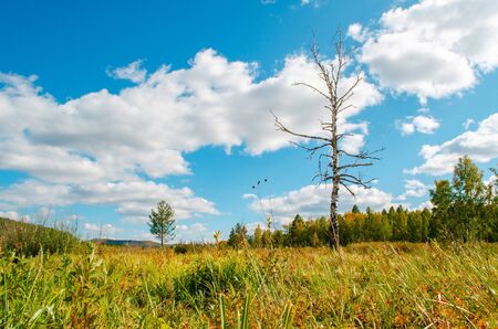 Beautiful field with a birch without leaves in the foreground on a background of the blue sky with clouds. Bright sunny evening. Autumn mood. Beautiful nature of Russia.の写真素材