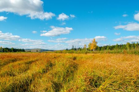 Beautiful field on a background of the blue sky and clouds. Bright sunny evening. Autumn mood. Beautiful nature of Russia. Horizontal shot.の写真素材