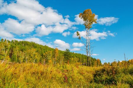 Beautiful field with a birch in the foreground on a background of the green forest and blue sky. Bright sunny evening. Country landscape. Autumn mood. Beautiful nature of Russia.の写真素材