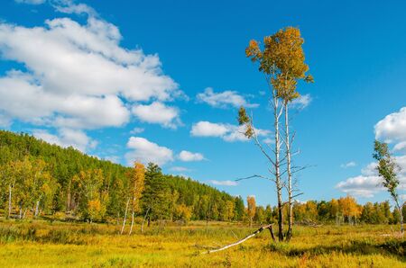 Beautiful field with a birch in the foreground on a background of the green forest and blue sky. Bright sunny evening. Autumn mood. Beautiful nature of Russia.の写真素材