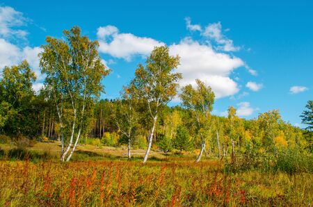 Beautiful field with birch trees on a background of the green forest and blue sky. Bright sunny evening. Autumn mood. Beautiful natural landscape of Russia.の写真素材