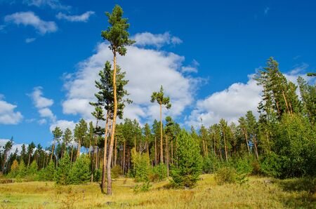 Beautiful tall pine trees against the blue sky and clouds. Sunny autumn evening in the forest. Stunning natural landscape. Horizontal shot. Amazing nature of Russia.の写真素材