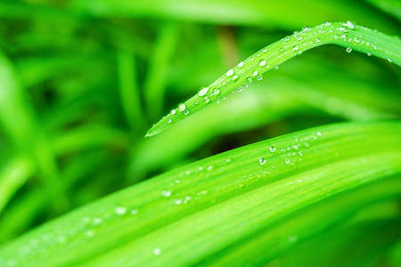 Fresh, lush, and green grass with raindrops in summer. Beautiful droplets of water on juicy grass outdoors. Purity and freshness concept. Nature wallpaper. Closeup view.の写真素材