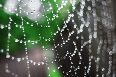 Large spider web with water drops. Rainy day. Raindrops in a blur. Beautiful bokeh background.の写真素材