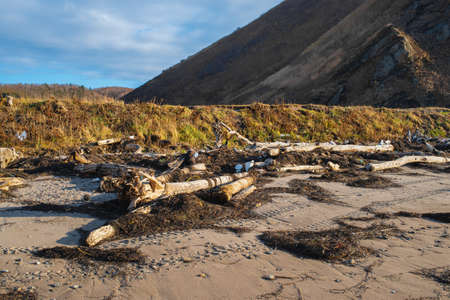 Plastic and wastes trash pollute the beach. Old trees and garbage washed ashore after the storm. Consequences of careless attitude to nature. Global problem of environmental pollution.の写真素材