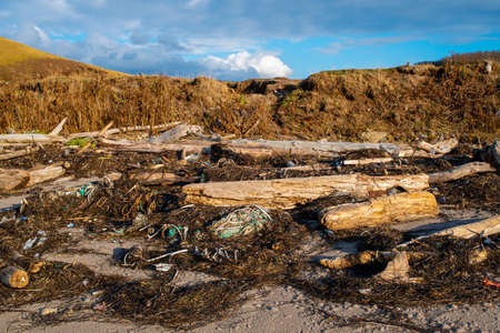 Global problem of environmental pollution. Plastic and wastes trash pollute the beach. Old trees and garbage washed ashore after the storm. Consequences of careless attitude to nature.の写真素材