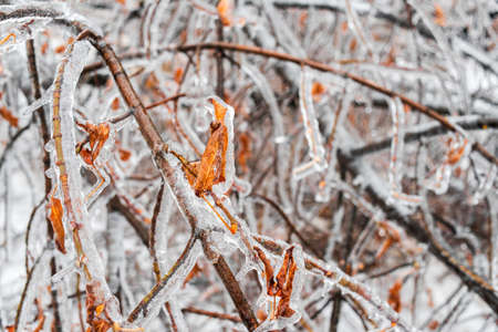 Fallen branches of a tree with autumn leaves covered with ice lying on the ground. Ice storm, winter weather. Beautiful natural background.の写真素材