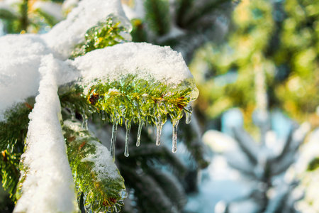 Spruce branch is covered with sparkling snow and ice. Shiny icicles on a fir tree. Cold frosty morning in the Winter forest. Snowy icy scenes. Bright light of Winter. Beautiful natural background.の写真素材