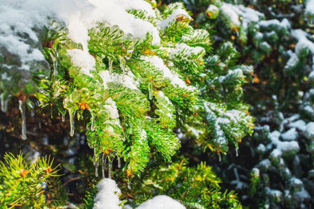Spruce branches are covered with sparkling snow and ice. Shiny icicles on a fir trees. Cold frosty morning in the Winter forest. Icy snowy scenes. Bright light of Winter. Beautiful natural background.の写真素材