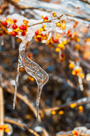 Tree branches with red orange berries, covered with sparkling ice and snow, shine in the sun. Frosty snowy weather. Beautiful Winter season. Natural festive background.の写真素材